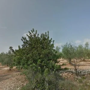 Subasta finca rústica en Rosell, Partida Collades - 119.000€