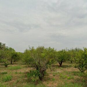 Subasta finca rustica en Paraje Fondo, PARAJE FONDO – 9.229€