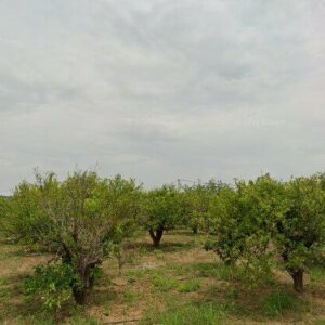 Subasta finca rustica en Paraje Fondo, PARAJE FONDO – 9.229€