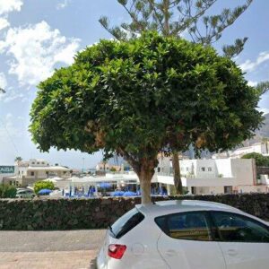 Subasta vivienda en Santiago del Teide, C/Los Angeles nº 24, esc. 1, 2, pta. 31, Urb. Finca Vigilia, Santiago del Teide – 58.748€