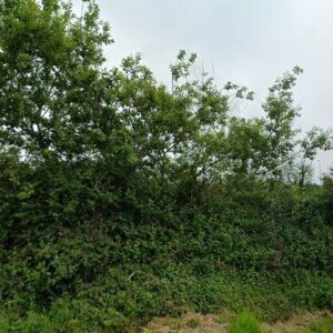 Subasta garaje en Lugo D E Llanera, CL NARANJO DE BULNES 1 LLANERA – 3.553€