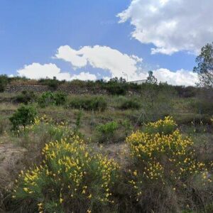 Subasta finca rustica en Monovar, PARAJE LOMETAS O POZO DE IGNACIO – 114.429€