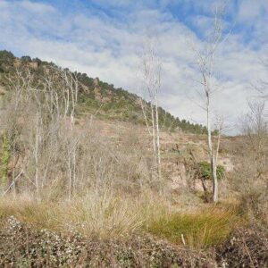 Subasta finca rustica en Tramacastiel, PA PALOMAR POLG 13 PARCELA 345 – 69€