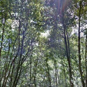 Subasta finca rustica en Santa Eulalia de Oscos, LG LEIRA GRANDE 0 – 586€