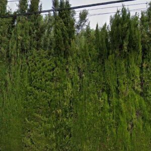 Subasta vivienda en Muro del Alcoy, CM VENTORRILLO DEL 2 – 4.284€