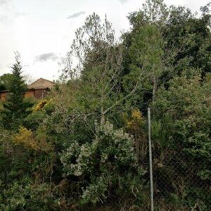 Subasta solar en L'albiol, CL SAUCE 1 – 80.000€